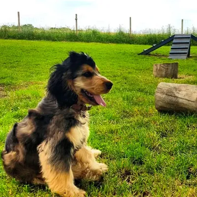Happy Dog in Field 2, Middlewich