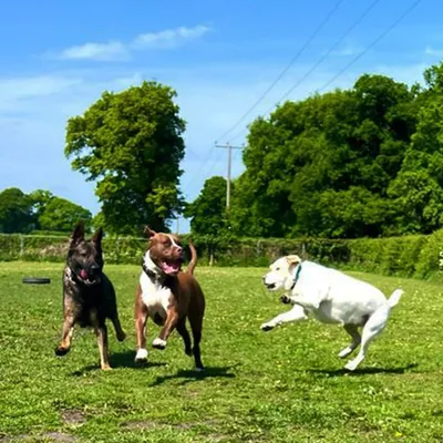 Happy Dog in Market Drayton