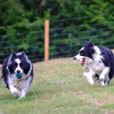 Happy Dogs in Romiley