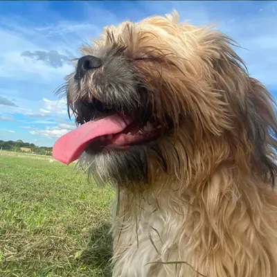 Happy Dogs in Adlington